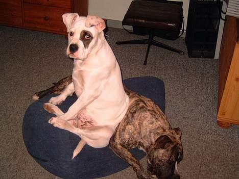 Amerikansk bulldog Fnug billede 15