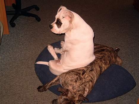 Amerikansk bulldog Fnug billede 16