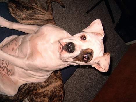 Amerikansk bulldog Fnug billede 17