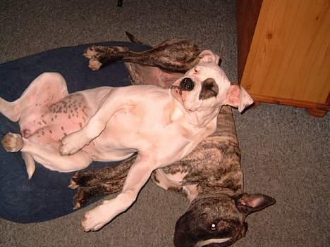 Amerikansk bulldog Fnug billede 18