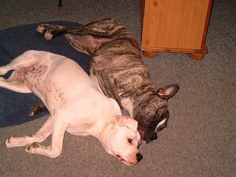 Amerikansk bulldog Fnug billede 19