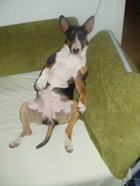 Bullterrier Freya ++Hvil min pige++ - jeg mænger mig lige billede 8