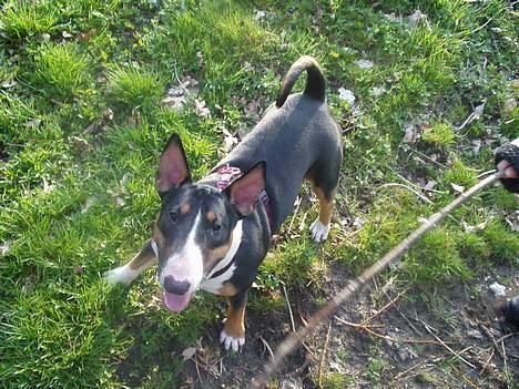Bullterrier Freya ++Hvil min pige++ - hva ska vi så??? billede 9