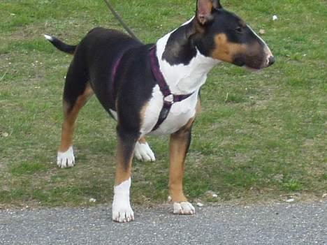 Bullterrier Freya ++Hvil min pige++ - hmmm.. ungerne leger... billede 10