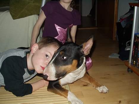 Bullterrier Freya ++Hvil min pige++ - ihhh de børn elsker mig for højt... billede 11