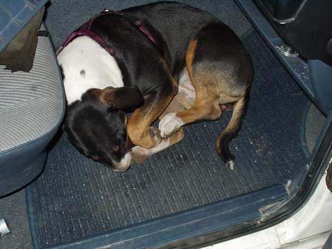 Bullterrier Freya ++Hvil min pige++ - nu jeg træt af min bedstefar laver mors bil så nu sover jeg... billede 12