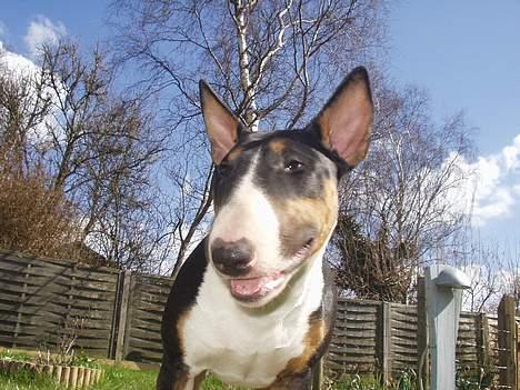 Bullterrier Freya ++Hvil min pige++ - ihhh hvor er jeg glad billede 13