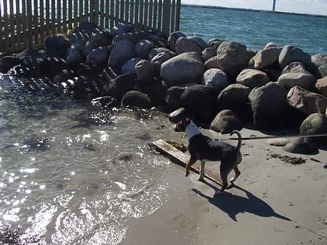 Bullterrier Freya ++Hvil min pige++ - det bevæger sig skam!!!!!!! billede 14