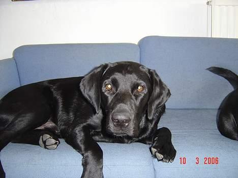 Labrador retriever monty - jeg ligger i sofaen hvilket jeg ikke må hehe billede 11