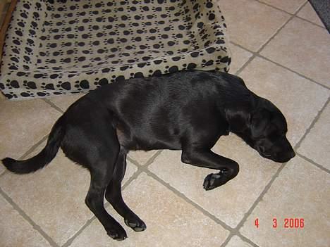 Labrador retriever baloo - selv et dampbarn må sove en gang imellem billede 9