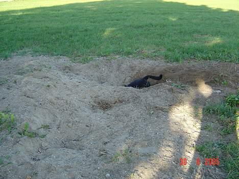 Labrador retriever baloo - nååå sådan ser en kineser ud ;D billede 10