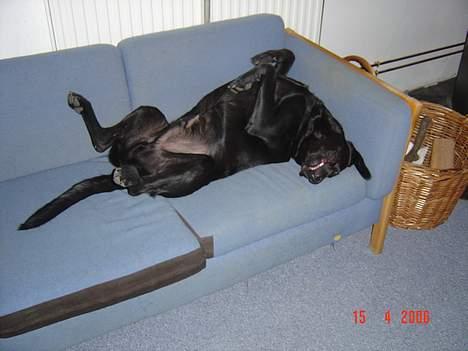 Labrador retriever monty - men er ret ligeglad haha billede 12