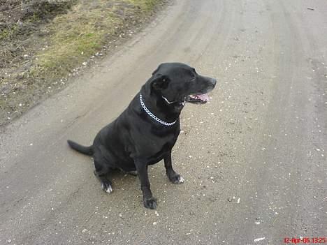 Blanding af racer R.I.P 27.04.09 *Dino*  - Lige ude at nyde den friske luft lidt.  billede 9