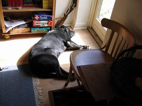 Blanding af racer R.I.P 27.04.09 *Dino*  - Ih hvor er her dejligt varmt... billede 10