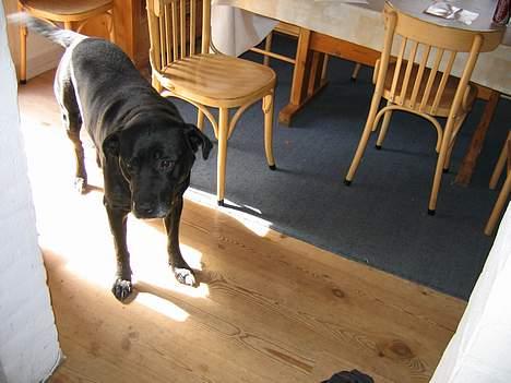 Blanding af racer R.I.P 27.04.09 *Dino*  - Kaldte du? Jeg sov jo lige... billede 11