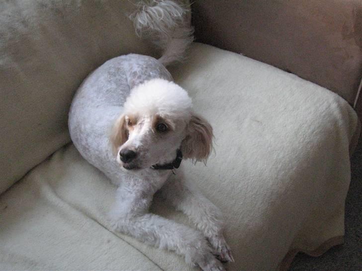 Blanding af racer Ricki billede 1