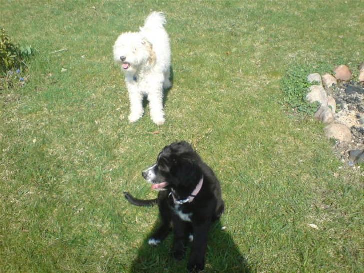 Blanding af racer Ricki - Nyt:  billede 2