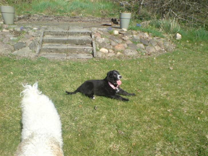 Blanding af racer Ricki - Nyt: Lad mig komme væk.. billede 3