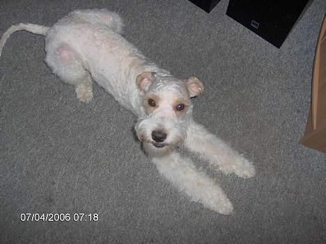 Blanding af racer Ricki billede 4