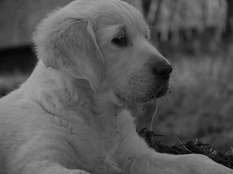 Golden retriever Hannibal Risager - nååår  er han ikke bare cude!! billede 1