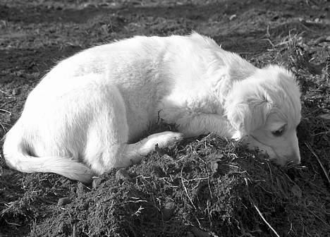 Golden retriever Hannibal Risager - er der någet man kan tykke på der nede??? billede 2