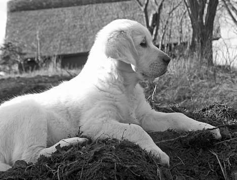 Golden retriever Hannibal Risager - MIn smukke lille Hannibal billede 3