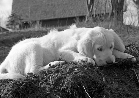 Golden retriever Hannibal Risager - HANNIBAL<333333 billede 4