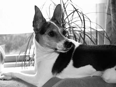 Blanding af racer Molly - Molly på sin bedste plads i vindueskarmen, 2006 billede 3