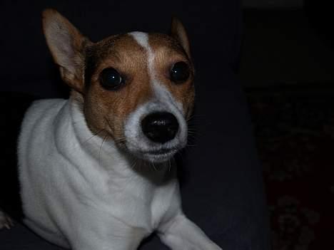 Blanding af racer Molly - 2006 billede 4