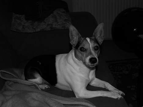 Blanding af racer Molly - 2006 billede 5