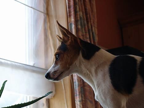 Blanding af racer Molly - sikke en udsigt *GG* billede 6