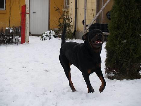Rottweiler Mr.ChesterField  (09) - i sneen 2006 billede 8