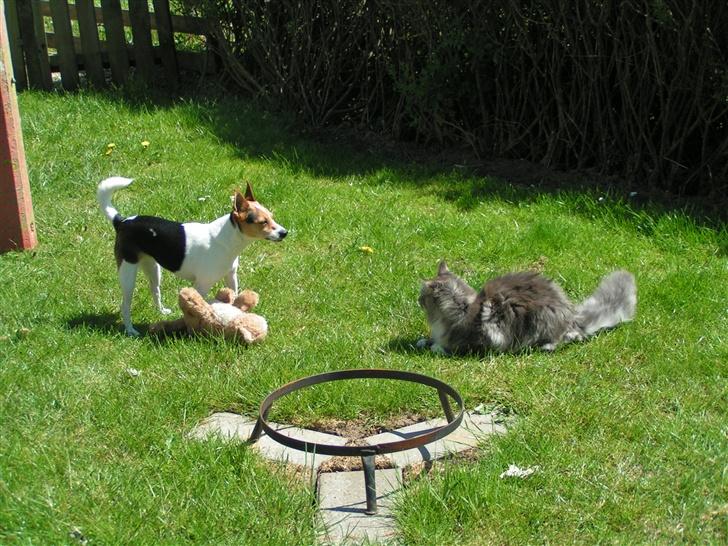 Blanding af racer Molly - " Det er min bamse"  billede 7