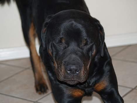Rottweiler Mr.ChesterField  (09) - Chester er søvnig billede 9
