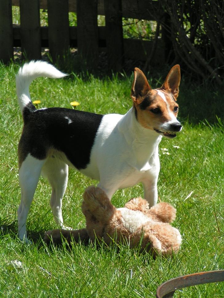 Blanding af racer Molly - " he he, jeg vil ha`den for mig selv" billede 8