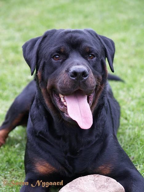 Rottweiler Mr.ChesterField  (09) - 27 maj 2006 billede 10