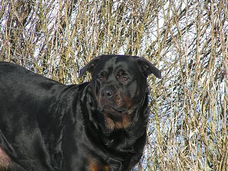 Rottweiler Freja (2011) - Hendes dejlige hoved billede 8