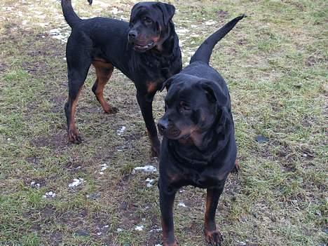 Rottweiler Freja (2011) - hvad sker der derovre? billede 9