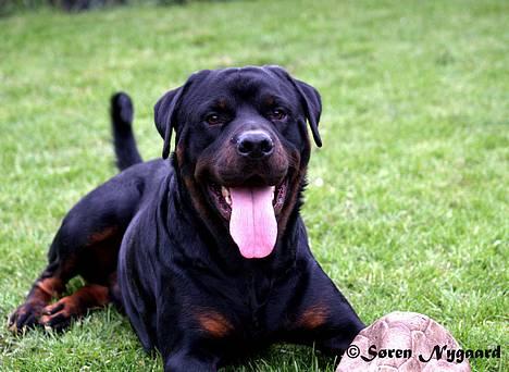 Rottweiler Mr.ChesterField  (09) - 27 maj 2006 billede 11