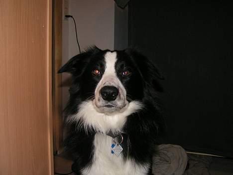 Border collie Blade billede 1