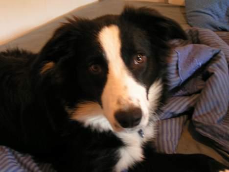 Border collie Blade - Hvornår kommer i andre i seng? billede 2