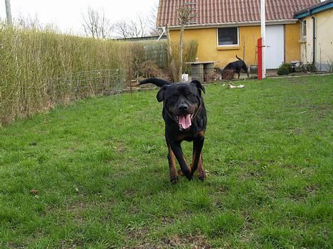 Rottweiler Mr.ChesterField  (09) - "hold da op en sjov vov der er deromme" billede 12