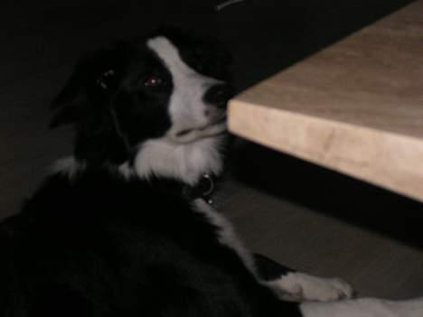 Border collie Blade billede 4