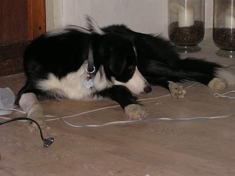 Border collie Blade billede 5