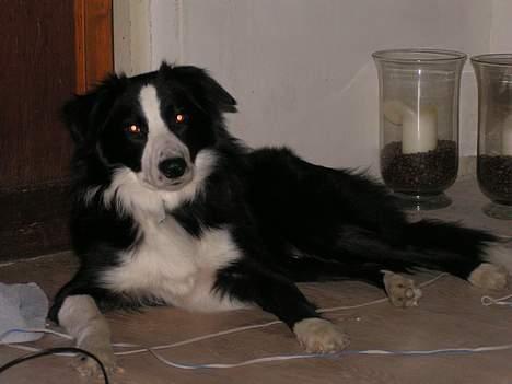 Border collie Blade billede 6