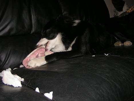 Border collie Blade - mor`s sursko er det bedste legetøj.. billede 7