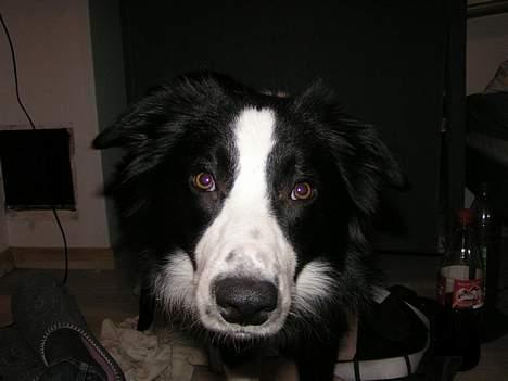 Border collie Blade - nærbilled billede 8