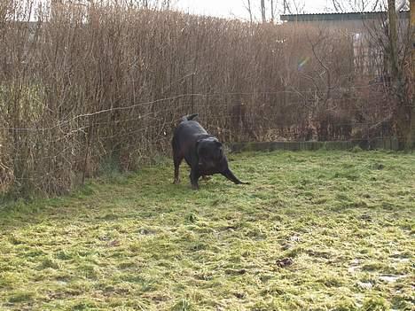 Rottweiler Freja (2011) - WRAARGH en REGNORM::!! billede 10