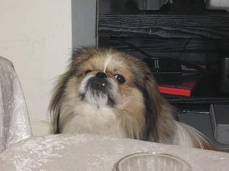 Pekingeser Danger - Savner dig!! 2004 - 2010 billede 19