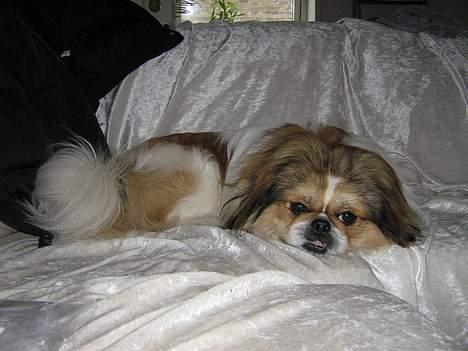 Pekingeser Danger - Savner dig!! 2004 - 2010 billede 20
